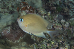 Pycnochromis amboinensis