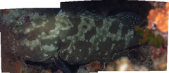 Epinephelus polyphekadion