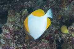 Hemitaurichthys polylepis