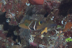 Canthigaster ocellicincta