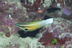 Labropsis alleni