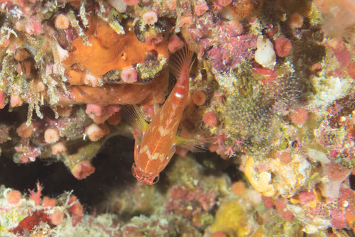 Plectranthias longimanus observed 2018-12-05
