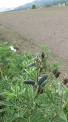 Lupinus pubescens