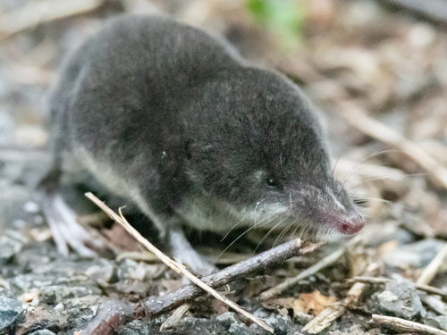 Eurasian Water Shrew
