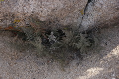 Pellaea mucronata mucronata