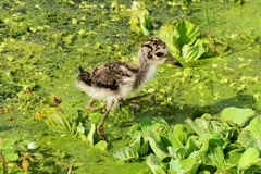 Vanellus crassirostris