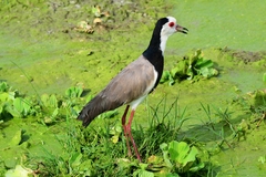 Vanellus crassirostris