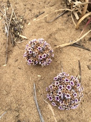Pholisma arenarium
