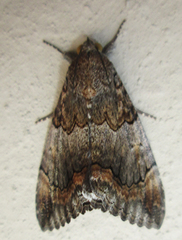 Achaea catella