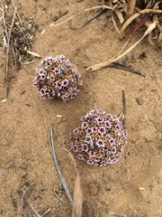 Pholisma arenarium
