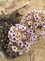 Pholisma arenarium