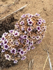 Pholisma arenarium