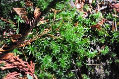 Atrichum selwynii