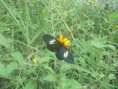 Altinote ozomene nox