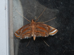 Eoophyla gibbosalis