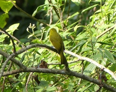 Iole indica