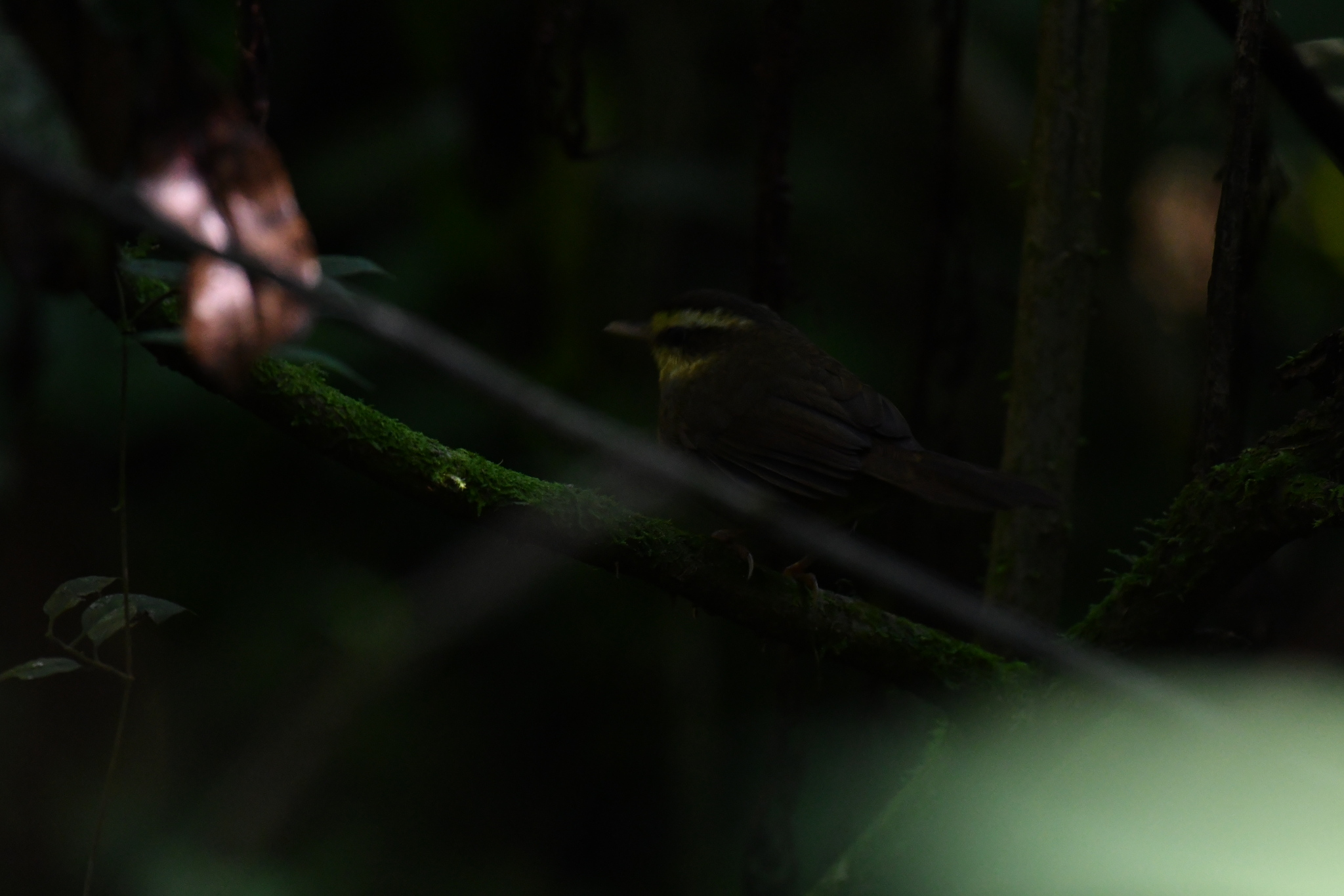 Madagascar Yellowbrow (Crossleyia xanthophrys), photo 2