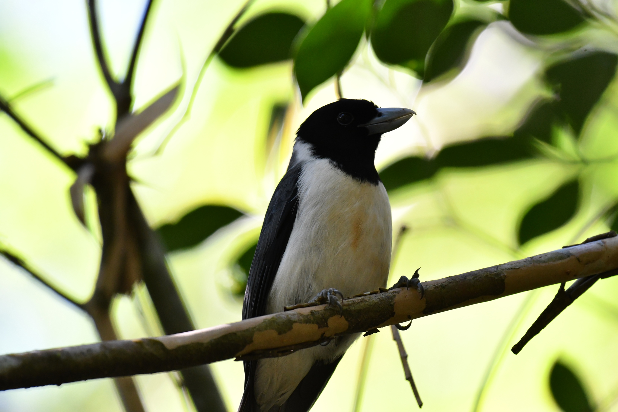Pollen's Vanga (Xenopirostris polleni), photo 3