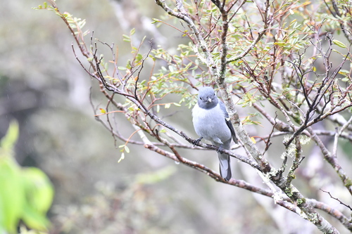 Madagascar Cuckooshrike (Ceblepyris cinereus), photo 3