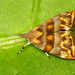 Choreutidae - Photo (c) Andreas Kay,  זכויות יוצרים חלקיות (CC BY-NC-SA)