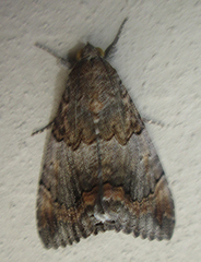 Achaea catella