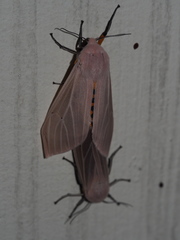 Creatonotos transiens vacillans