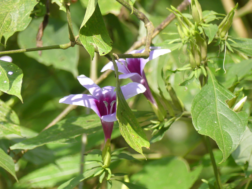 Barleria involucrata