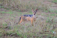 Lupulella mesomelas schmidti