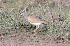 Eupodotis senegalensis