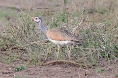 Eupodotis senegalensis