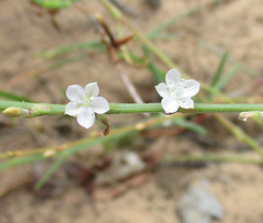 Oxygonum alatum image