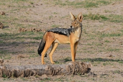 Lupulella mesomelas schmidti