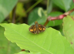 Oriens goloides