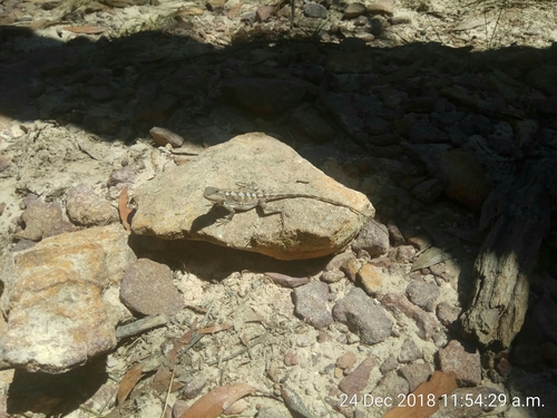 Rankinia diemensis