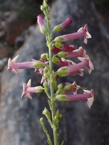 Recurved Bellbush (Freylinia decurrens)