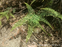 Gleichenia rupestris