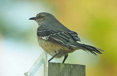 Mimus polyglottos image