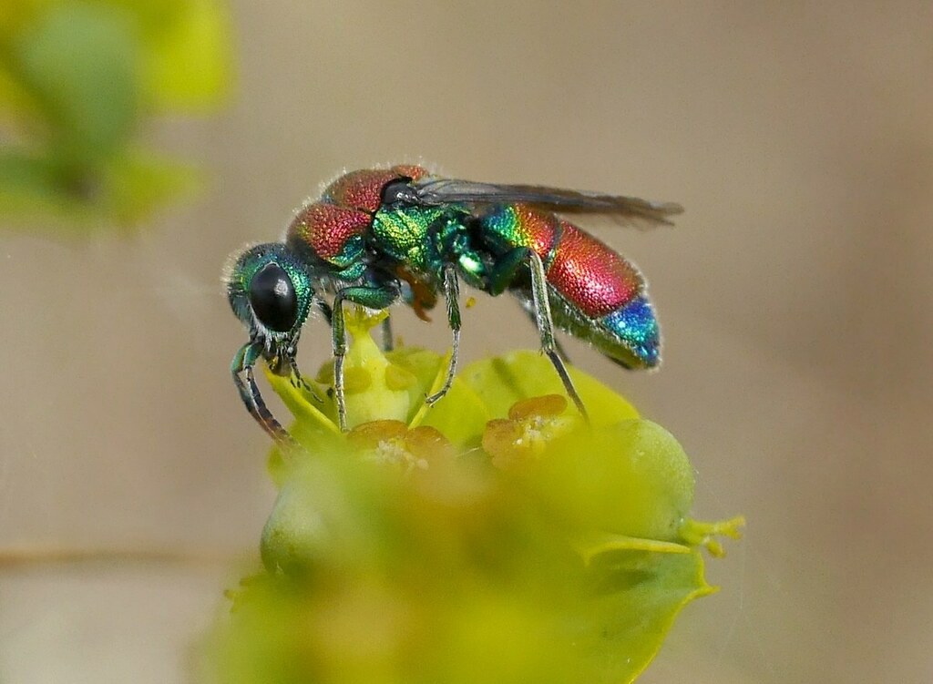 Chrysis pulcherrima