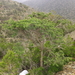 Acacia origena