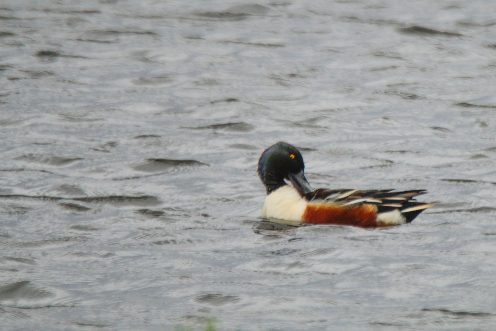 Northern Shoveler