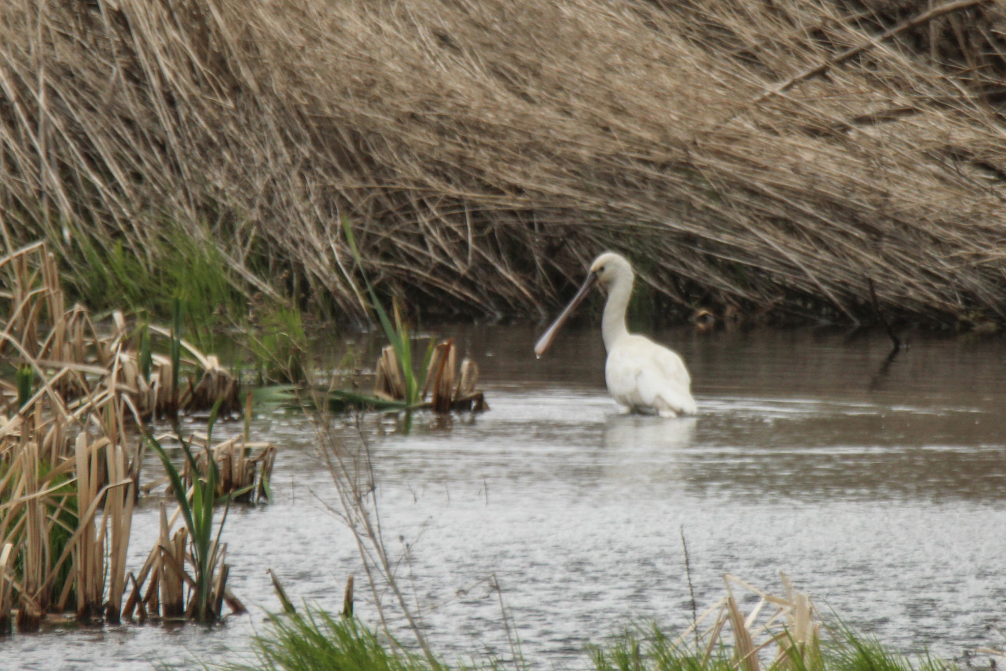 Eurasian Spoonbill