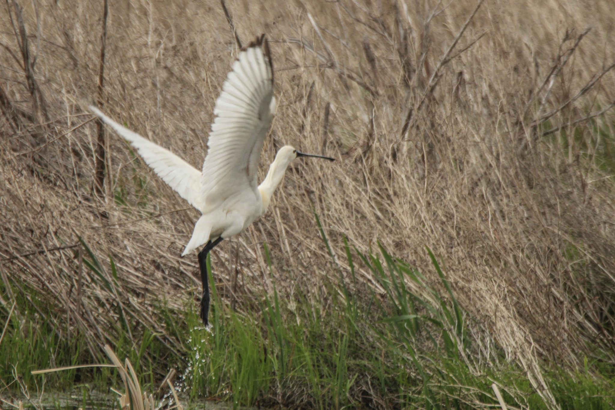Eurasian Spoonbill