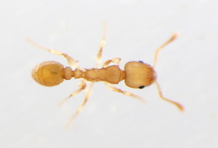 Nesomyrmex wilda