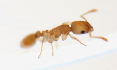 Nesomyrmex wilda