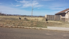 Odocoileus hemionus eremicus