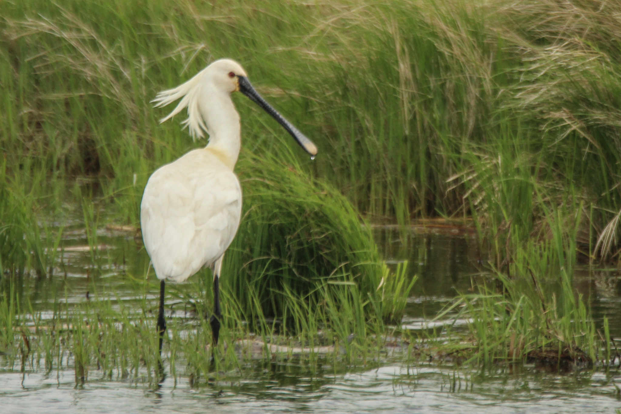 Eurasian Spoonbill