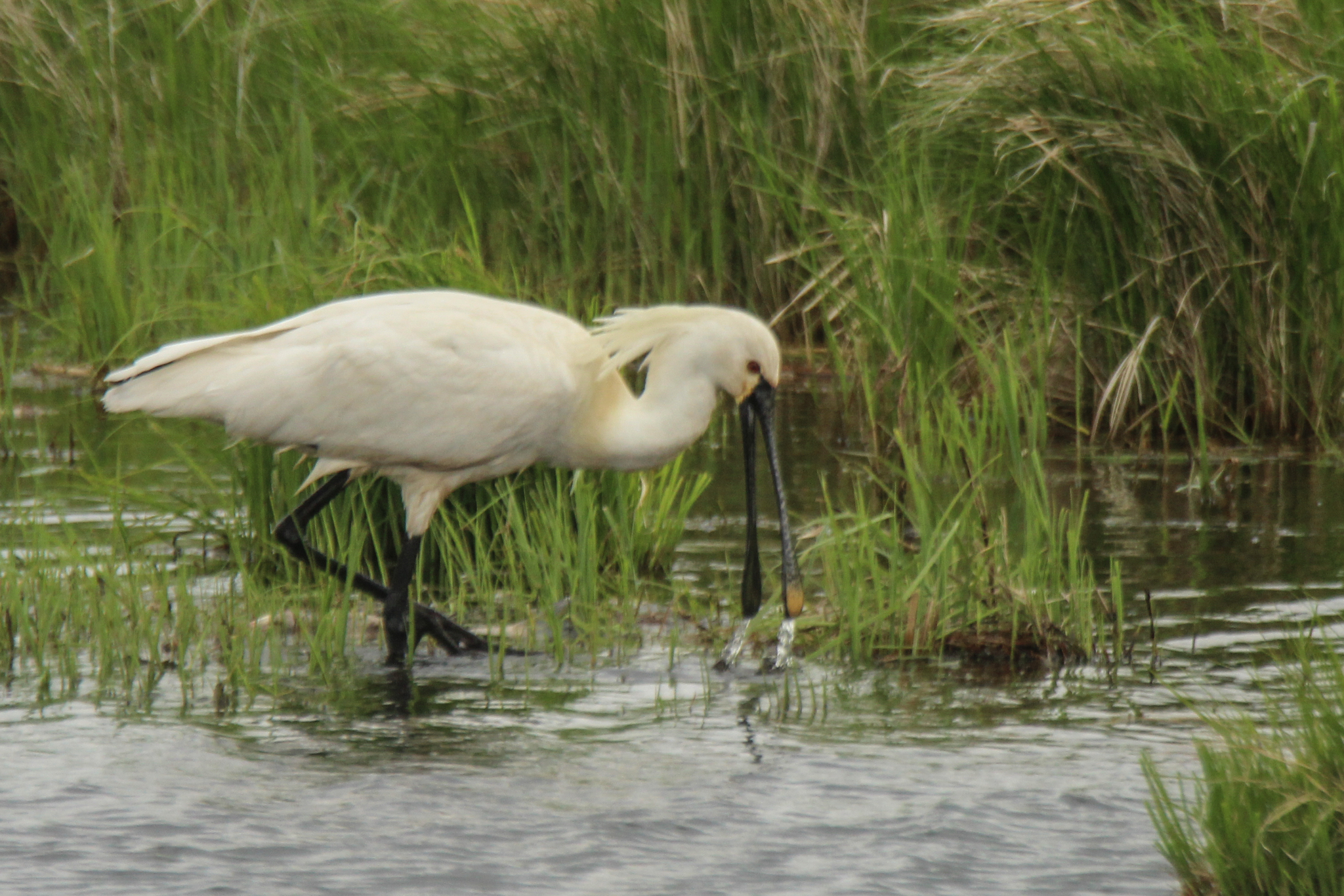 Eurasian Spoonbill