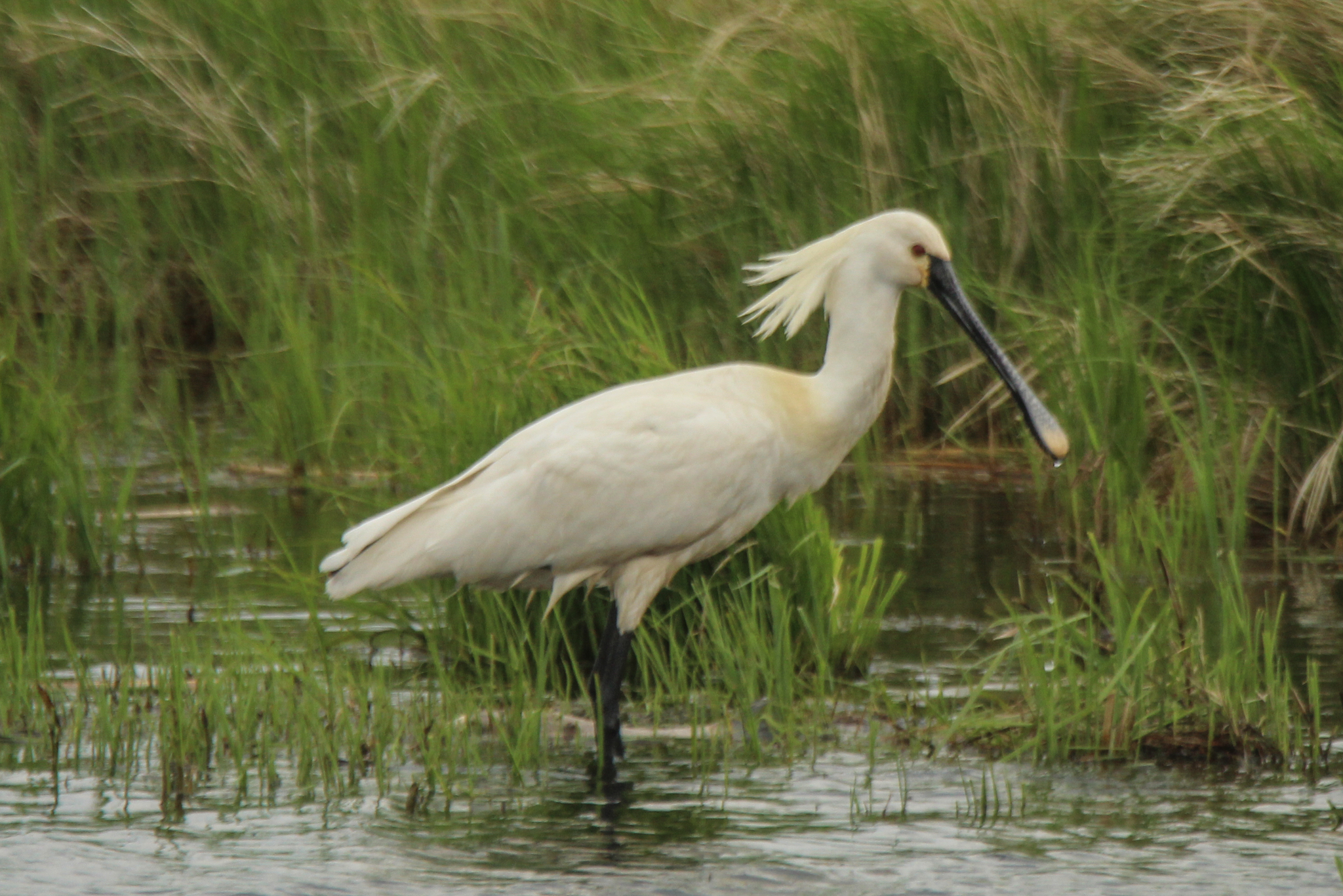 Eurasian Spoonbill