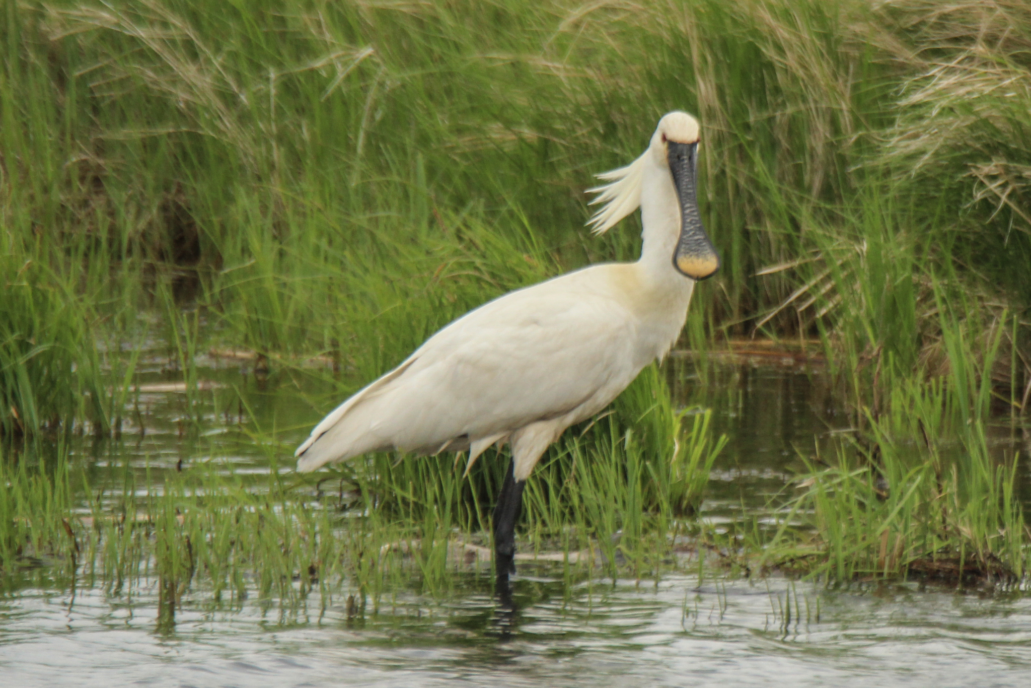 Eurasian Spoonbill