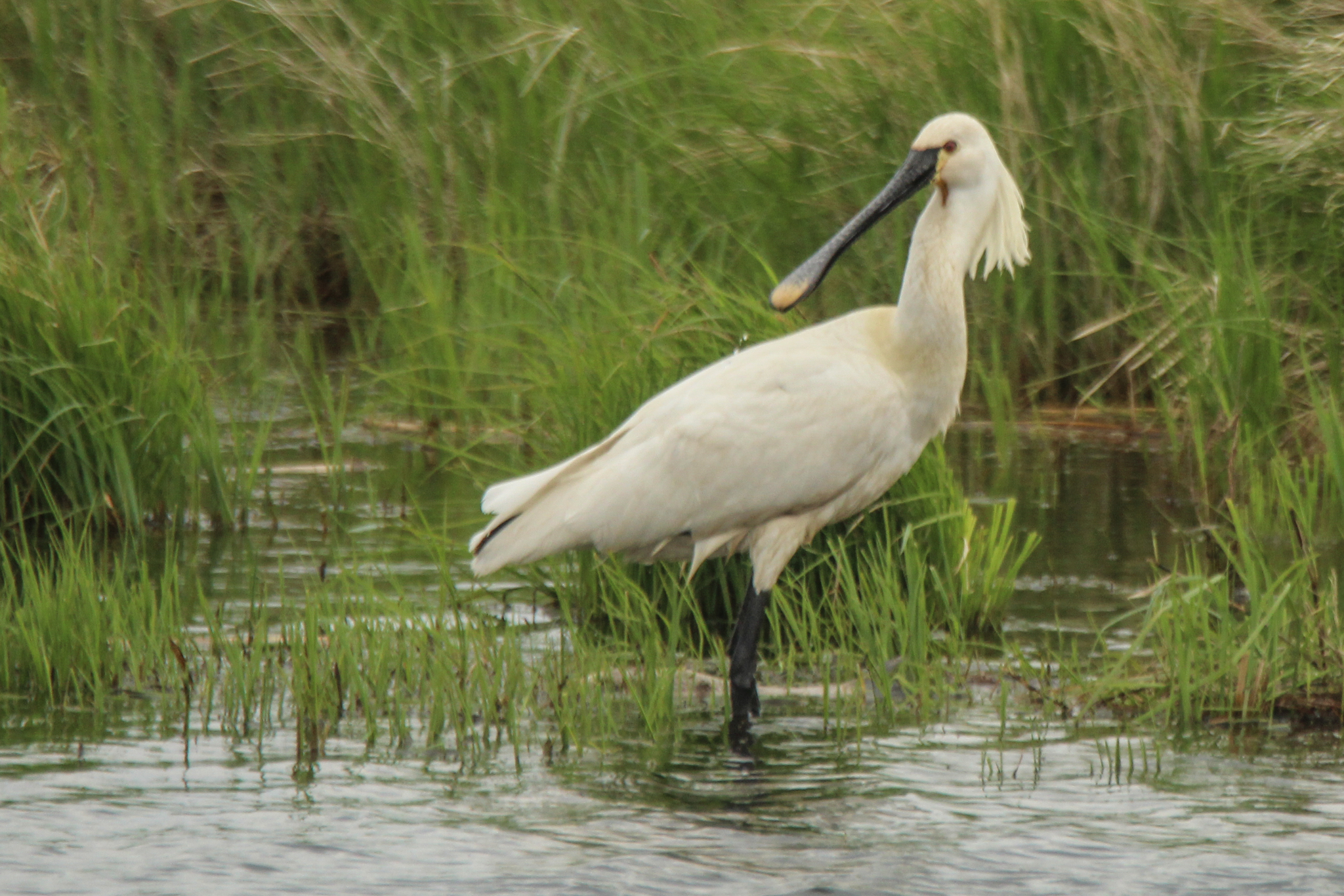 Eurasian Spoonbill